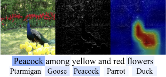 Peacock attention heatmap on ImageNet